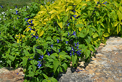 Black And Blue Anise Sage (Salvia guaranitica 'Black And Blue') at Green Haven Garden Centre
