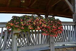 San Francisco Begonia (Begonia boliviensis 'San Francisco') at Green Haven Garden Centre