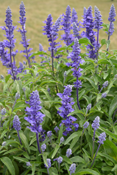 Victoria Blue Salvia (Salvia farinacea 'Victoria Blue') at Green Haven Garden Centre