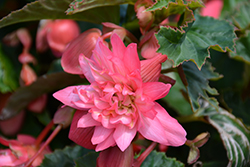 Funky Pink Begonia (Begonia 'Funky Pink') at Green Haven Garden Centre