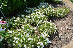 Rapido White Bellflower (Campanula carpatica 'Rapido White') at Green Haven Garden Centre