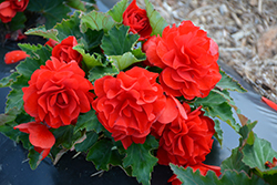Nonstop Red Begonia (Begonia 'Nonstop Red') at Green Haven Garden Centre