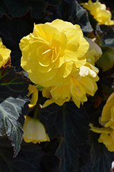 Nonstop Mocca Yellow Begonia (Begonia 'Nonstop Mocca Yellow') at Green Haven Garden Centre