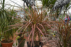 Tricolor Dracaena (Dracaena marginata 'Tricolor') at Green Haven Garden Centre