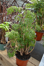 Ming Aralia (Polyscias fruticosa) at Green Haven Garden Centre