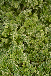 Variegated Ming Aralia (Polyscias fruticosa 'Variegata') at Green Haven Garden Centre