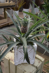 Pineapple (Ananas comosus) at Green Haven Garden Centre