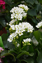 White Kalanchoe (Kalanchoe blossfeldiana 'White') at Green Haven Garden Centre