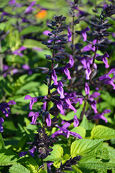 Rockin' Deep Purple Sage (Salvia 'BBSAL09001') at Green Haven Garden Centre