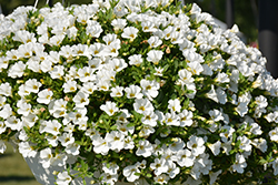 Superbells White Calibrachoa (Calibrachoa 'Balcal14141') at Green Haven Garden Centre