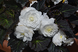 Nonstop Mocca White Begonia (Begonia 'Nonstop Mocca White') at Green Haven Garden Centre