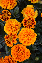 Hot Pak Flame Marigold (Tagetes patula 'PAS1077381') at Green Haven Garden Centre