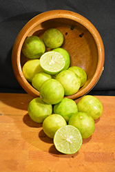 Key Lime (Citrus aurantifolia) at Green Haven Garden Centre
