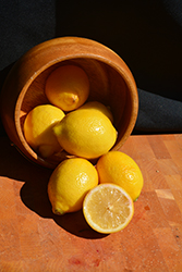 Improved Meyer Lemon (Citrus x meyeri 'Meyer Improved') at Green Haven Garden Centre