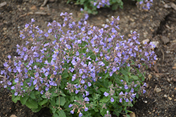 Kitten Around Catmint (Nepeta x faassenii 'Kitten Around') at Green Haven Garden Centre