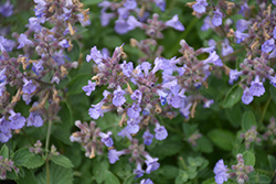 Kitten Around Catmint (Nepeta x faassenii 'Kitten Around') at Green Haven Garden Centre