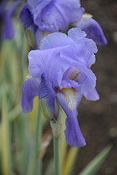 Silver-variegated Sweet Iris (Iris pallida 'Argentea Variegata') at Green Haven Garden Centre