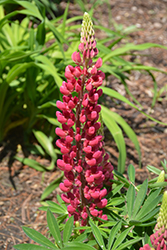 Mini Gallery Red Lupine (Lupinus 'Mini Gallery Red') at Green Haven Garden Centre