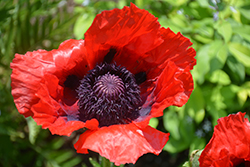Beauty of Livermere Poppy (Papaver orientale 'Beauty of Livermere') at Green Haven Garden Centre