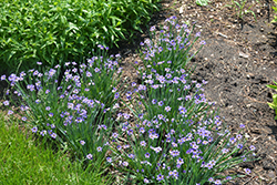 Lucerne Blue-Eyed Grass (Sisyrinchium angustifolium 'Lucerne') at Green Haven Garden Centre