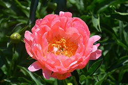 Coral Sunset Peony (Paeonia 'Coral Sunset') at Green Haven Garden Centre