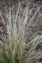 Northern Lights Tufted Hair Grass (Deschampsia cespitosa 'Northern Lights') at Green Haven Garden Centre