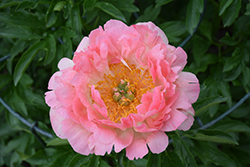 Coral Sunset Peony (Paeonia 'Coral Sunset') at Green Haven Garden Centre