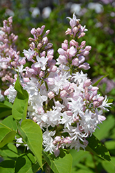Beauty of Moscow Lilac (Syringa vulgaris 'Beauty of Moscow') at Green Haven Garden Centre
