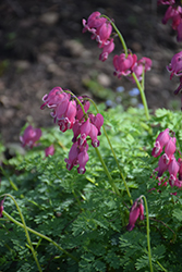 King of Hearts Bleeding Heart (Dicentra 'King of Hearts') at Green Haven Garden Centre