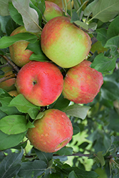 Honeycrisp Apple (Malus 'Honeycrisp') at Green Haven Garden Centre
