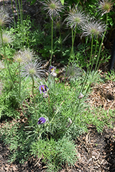 Pasqueflower (Pulsatilla vulgaris) at Green Haven Garden Centre