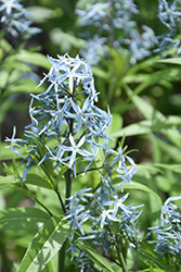 Narrow-Leaf Blue Star (Amsonia hubrichtii) at Green Haven Garden Centre