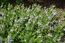 Angelface Wedgewood Blue Angelonia (Angelonia angustifolia 'Angelface Wedgewood Blue') at Green Haven Garden Centre