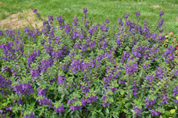 Angelface Blue Angelonia (Angelonia angustifolia 'ANBLU140') at Green Haven Garden Centre