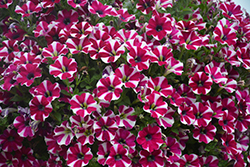 Cascadias Bicolor Cabernet Petunia (Petunia 'Cascadias Bicolor Cabernet') at Green Haven Garden Centre