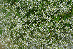 Diamond Frost Euphorbia (Euphorbia 'INNEUPHDIA') at Green Haven Garden Centre