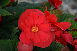 Nonstop Red Begonia (Begonia 'Nonstop Red') at Green Haven Garden Centre