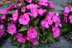 SunPatiens Compact Purple New Guinea Impatiens (Impatiens 'SAKIMP037') at Green Haven Garden Centre