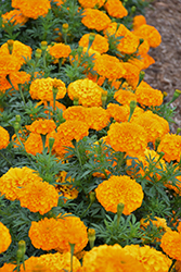 Inca II Orange Marigold (Tagetes erecta 'Inca II Orange') at Green Haven Garden Centre