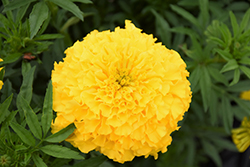 Perfection Yellow Marigold (Tagetes erecta 'Perfection Yellow') at Green Haven Garden Centre