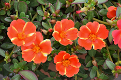 ColorBlast Mango Mojito Portulaca (Portulaca 'LAZPRT1609') at Green Haven Garden Centre