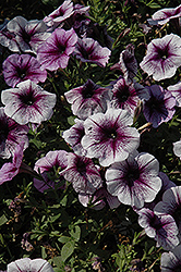 Purple Vein Ray Petunia (Petunia 'Purple Vein Ray') at Green Haven Garden Centre
