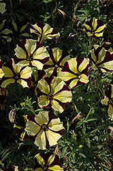 Sunflower Ray Petunia (Petunia 'Sunflower Ray') at Green Haven Garden Centre