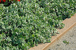 Nicoletta Swedish Ivy (Plectranthus 'Nicoletta') at Green Haven Garden Centre