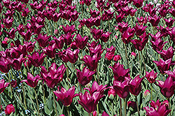 Purple Dream Tulip (Tulipa 'Purple Dream') at Green Haven Garden Centre