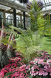 Majesty Palm (Ravenea rivularis) at Green Haven Garden Centre