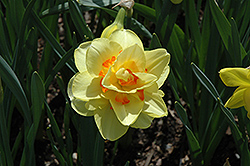 Tahiti Daffodil (Narcissus 'Tahiti') at Green Haven Garden Centre
