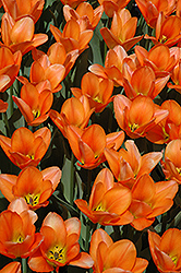 Orange Emperor Tulip (Tulipa 'Orange Emperor') at Green Haven Garden Centre