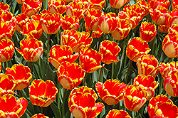 Banja Luka Tulip (Tulipa 'Banja Luka') at Green Haven Garden Centre