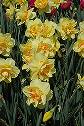 Tahiti Daffodil (Narcissus 'Tahiti') at Green Haven Garden Centre